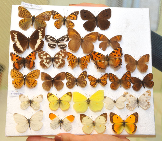 Српски лептири штитиће и новац